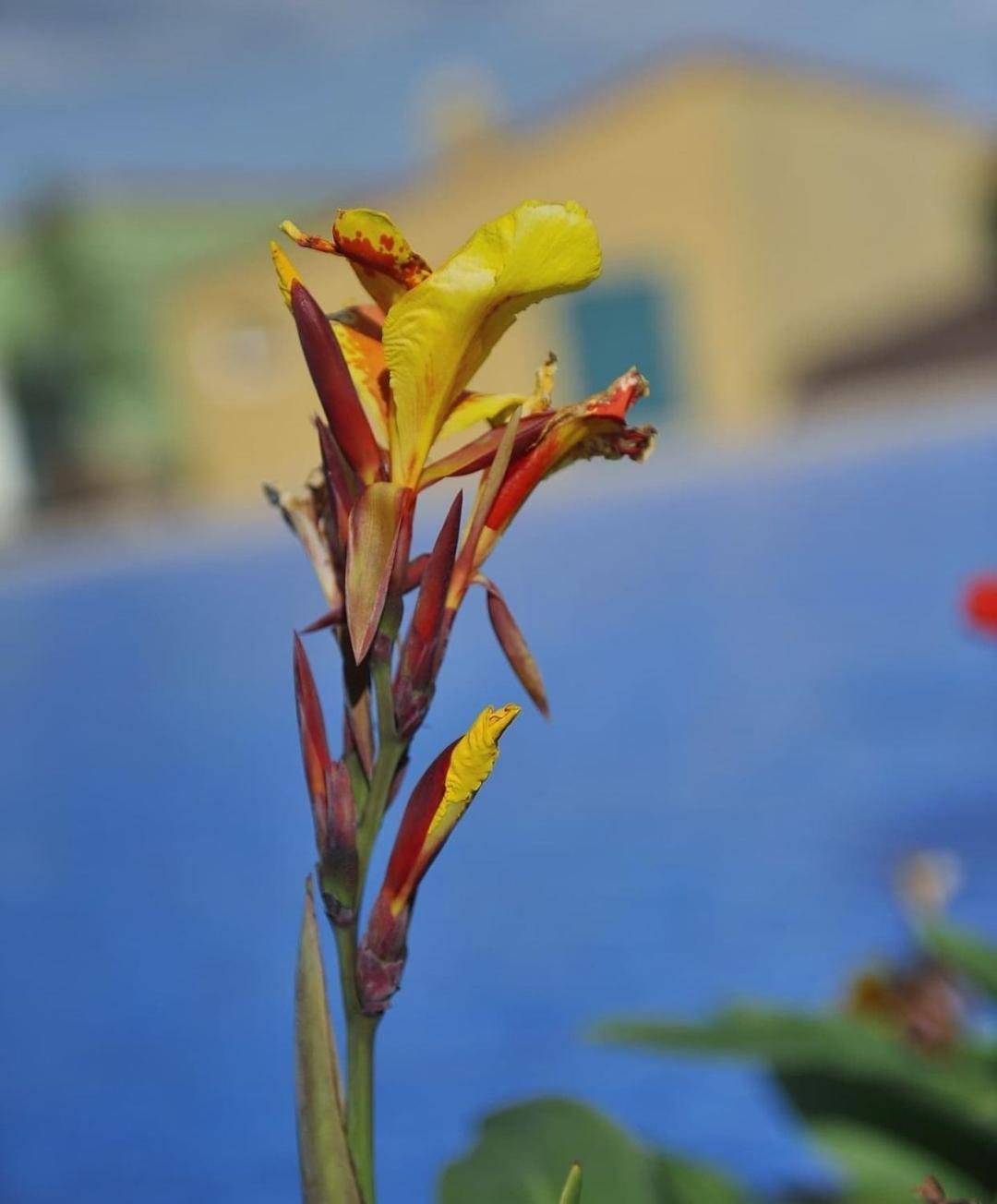 Adosado La Tabaiba Villa ซานมิเกลเดียโบนา ภายนอก รูปภาพ