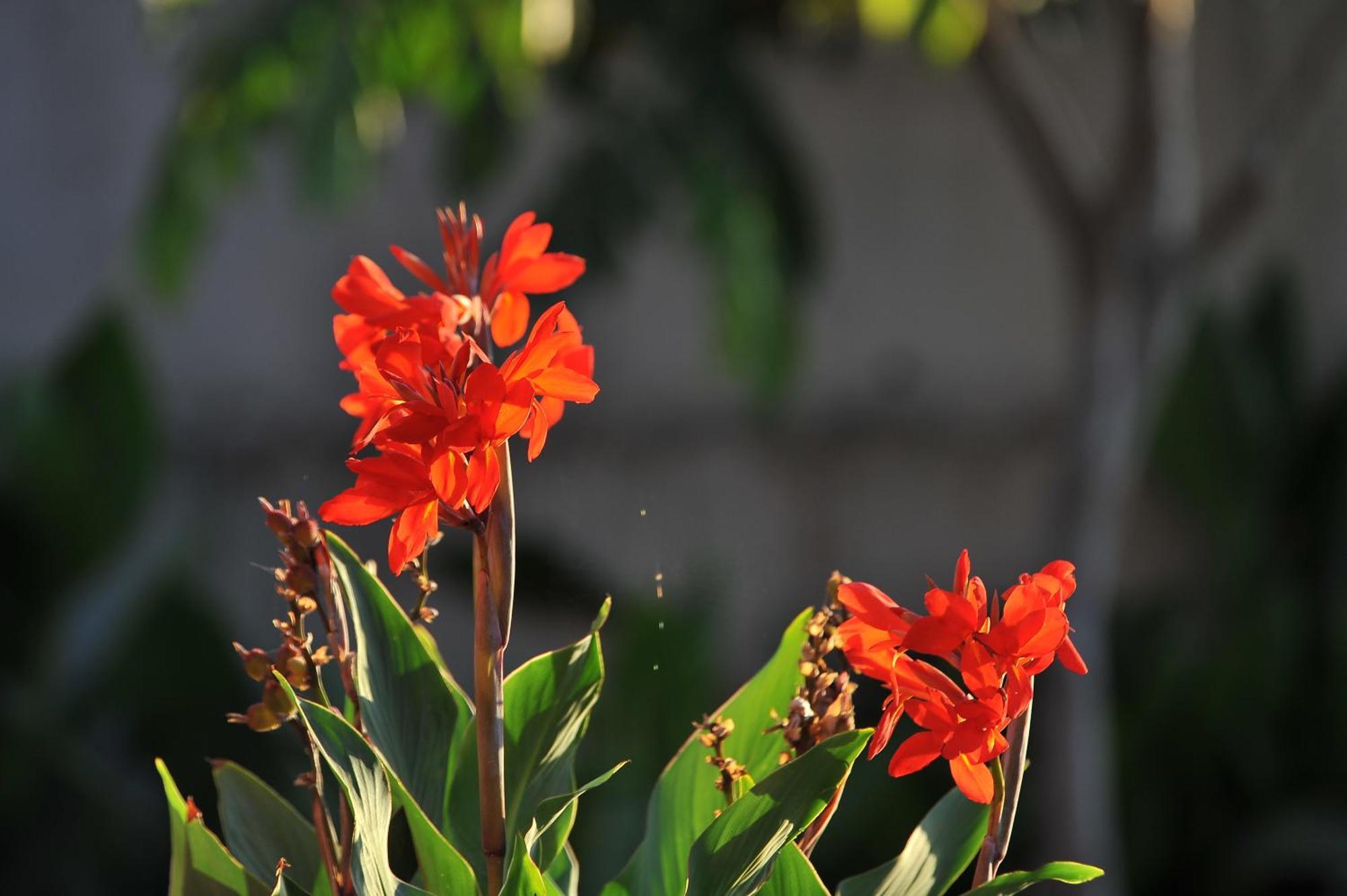 Adosado La Tabaiba Villa ซานมิเกลเดียโบนา ภายนอก รูปภาพ
